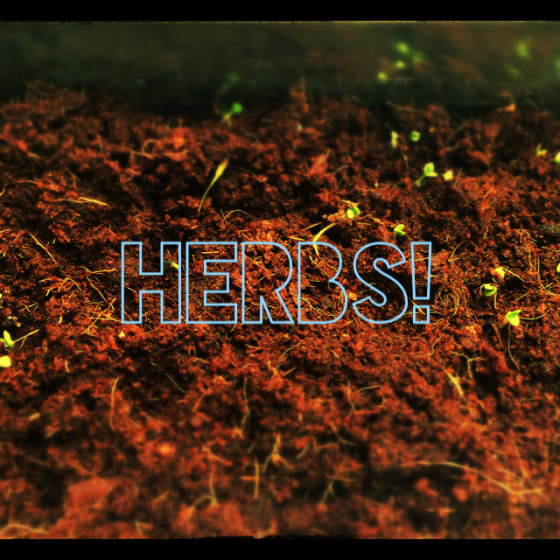 herbs update